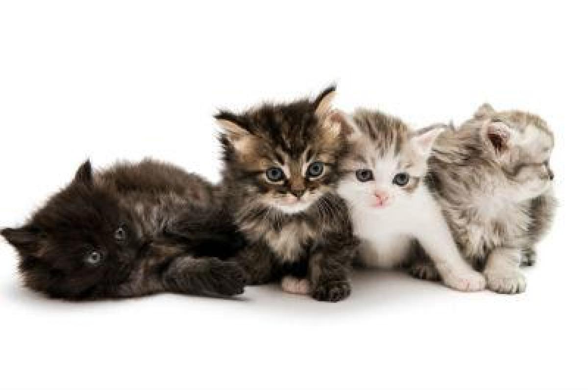 Уход за котятами: кормление, содержание Уход за котятами: кормление, содержание