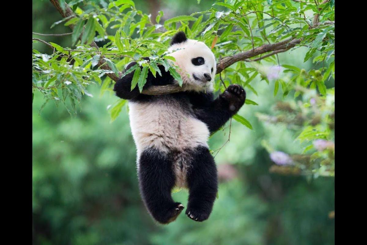 В сети появилось видео чудесного спасения 5-летней девочки, которая упала к пандам