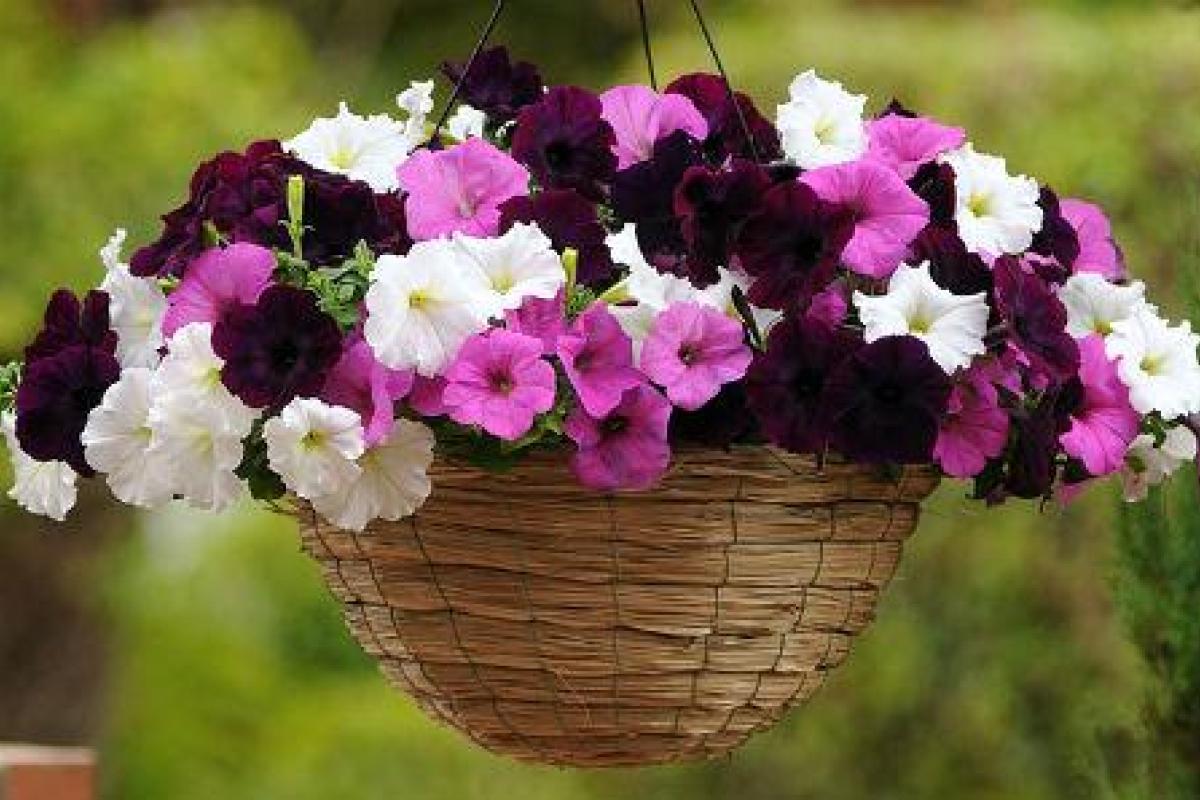 Способ посева семян петунии на рассаду Способ посева семян петунии на рассаду