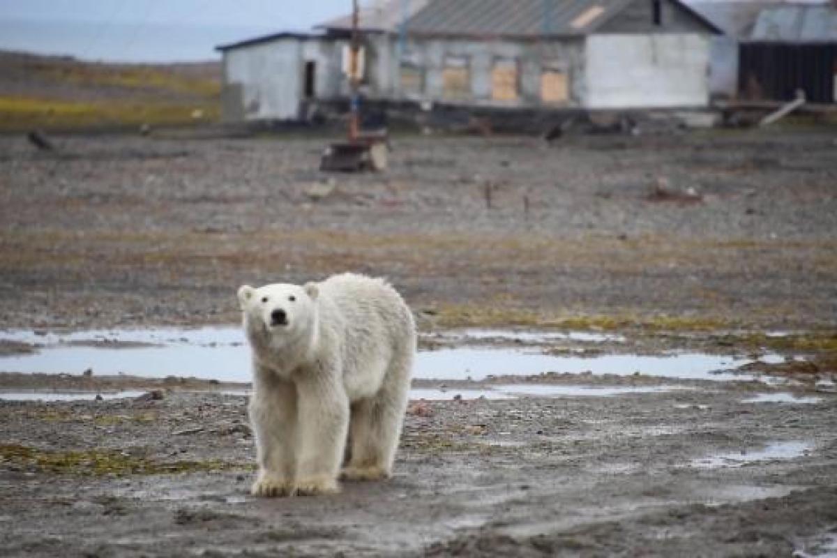 На архипелаге Новая Земля введен режим ЧС
