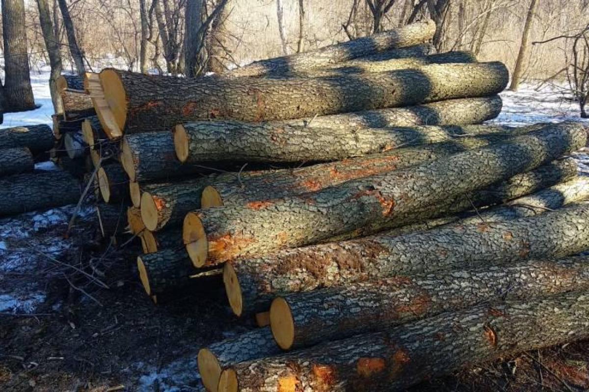 Вырубка леса вокруг Рубежного: 12 депутатов проголосовали за создание 5-ти километровой рекреационной зоны Вырубка леса вокруг Рубежного: 12 депутатов проголосовали за создание 5-ти километровой рекреационной зоны