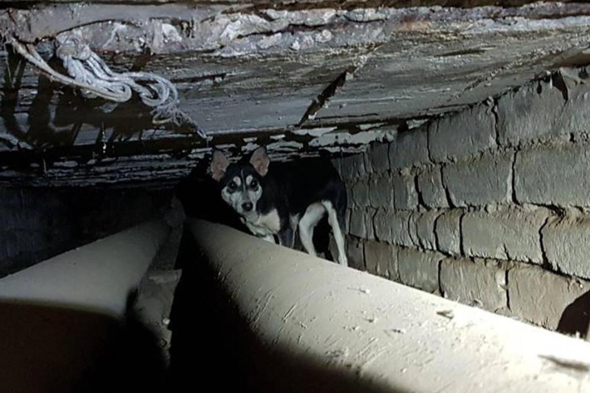 На Донетчине спасли собаку, которая полтора года назад упала в колодец теплотрассы На Донетчине спасли собаку, которая полтора года назад упала в колодец теплотрассы