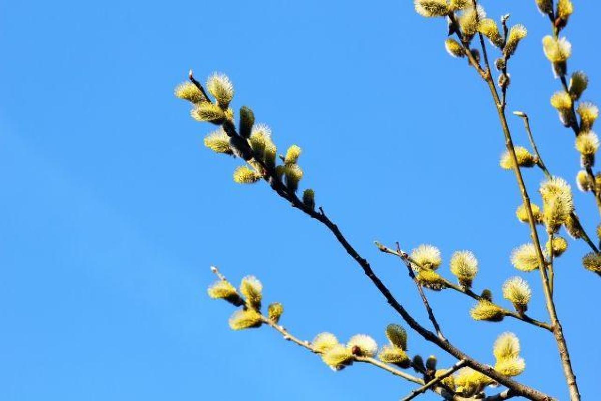 Вербное воскресенье: что можно и чего нельзя делать в этот день Вербное воскресенье: что можно и чего нельзя делать в этот день