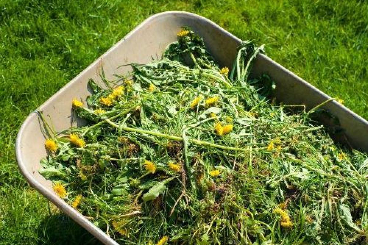 Борьба с сорняком на дачном участке Борьба с сорняком на дачном участке