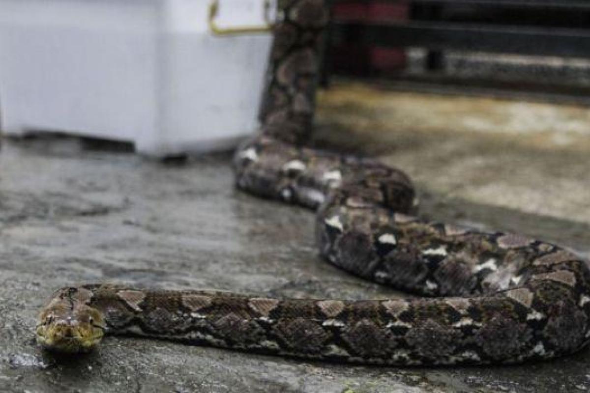 В машину австралийки пробрался массивный питон, пока она была на пляже - кадры В машину австралийки пробрался массивный питон, пока она была на пляже - кадры