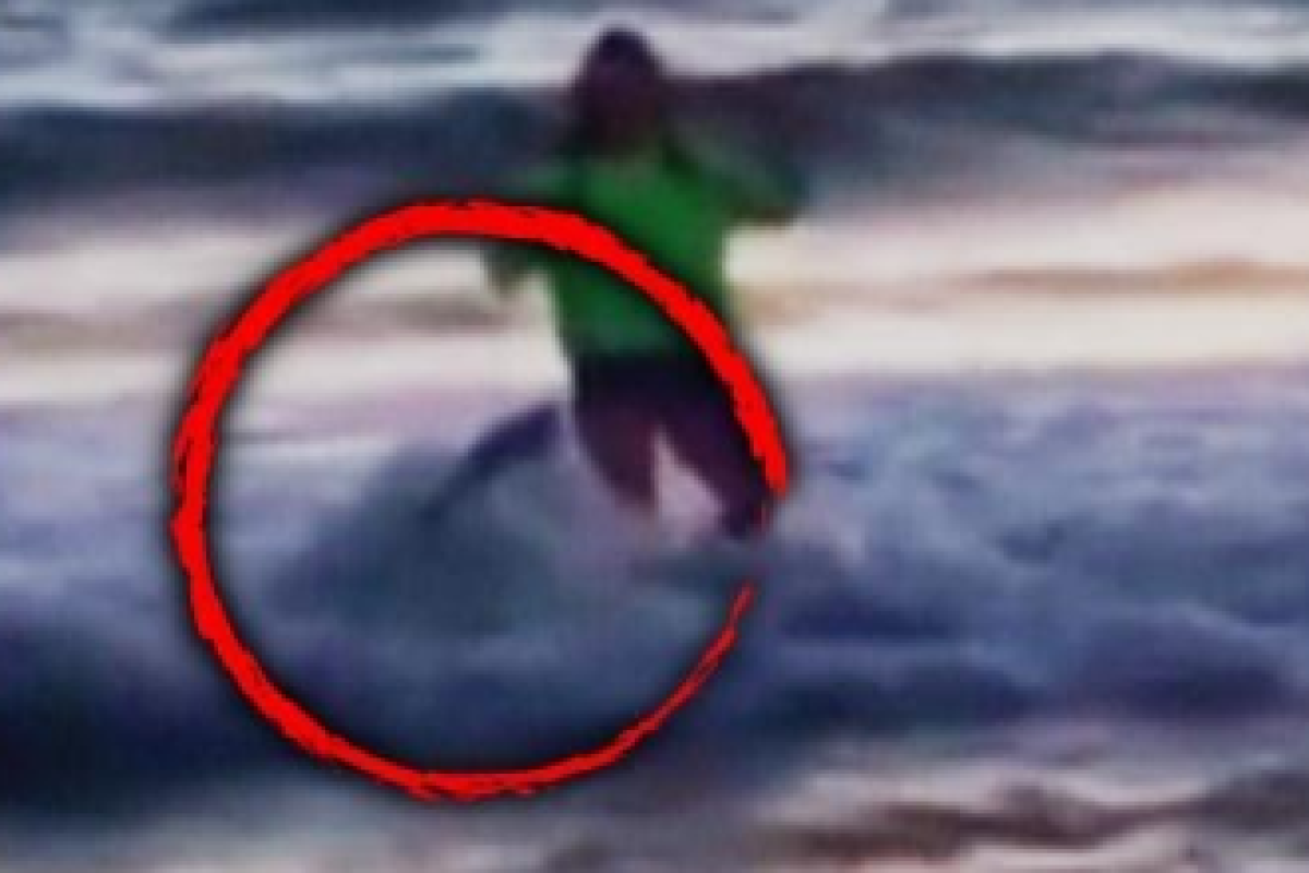 В США морской лев напал на девочку: в сети обнародовали видео