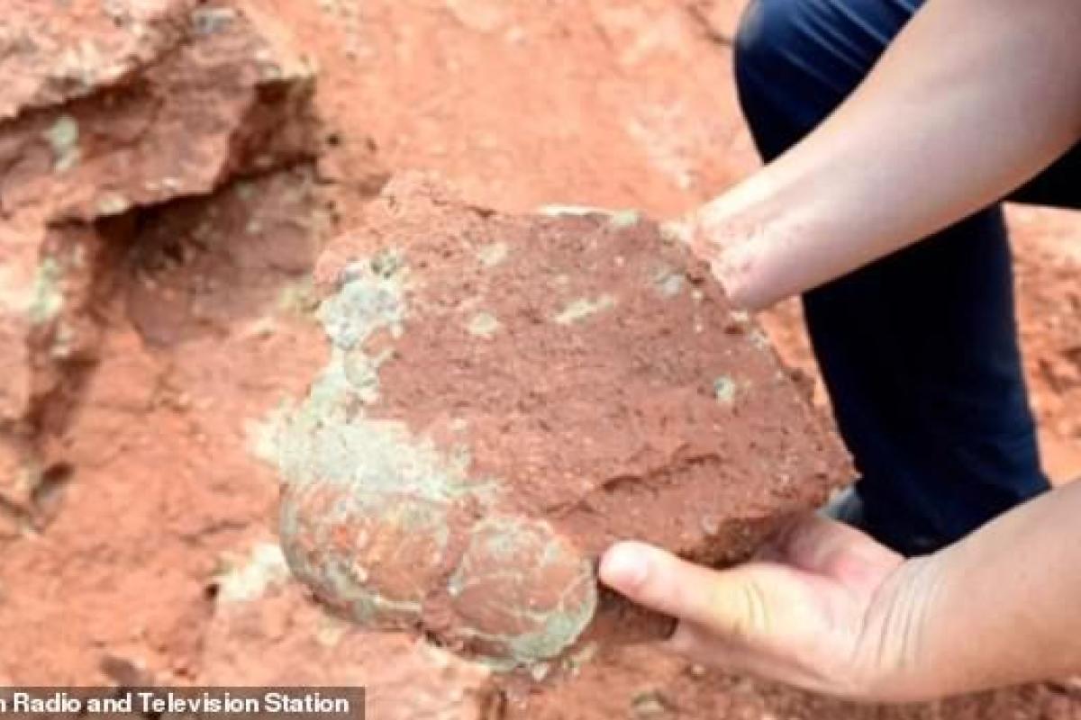 Китайский школьник нашел 11 яиц динозавра