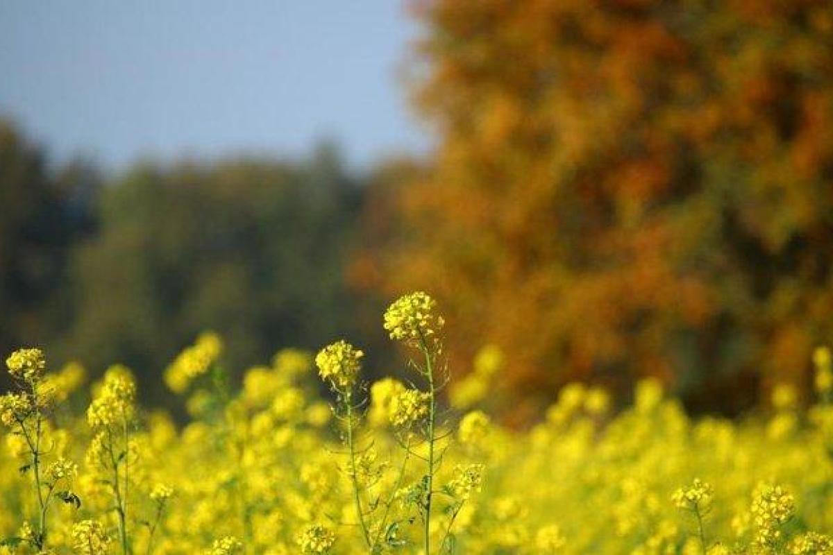 Синоптики сообщили, когда спадет жара в Украине Синоптики сообщили, когда спадет жара в Украине