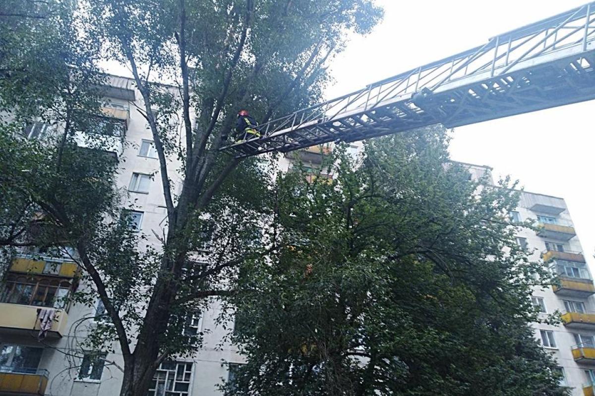 "Ужасный крик и днем, и ночью": Лисичанские пожарные спасли котенка, застрявшего на высоте 9-го этажа "Ужасный крик и днем, и ночью": Лисичанские пожарные спасли котенка, застрявшего на высоте 9-го этажа
