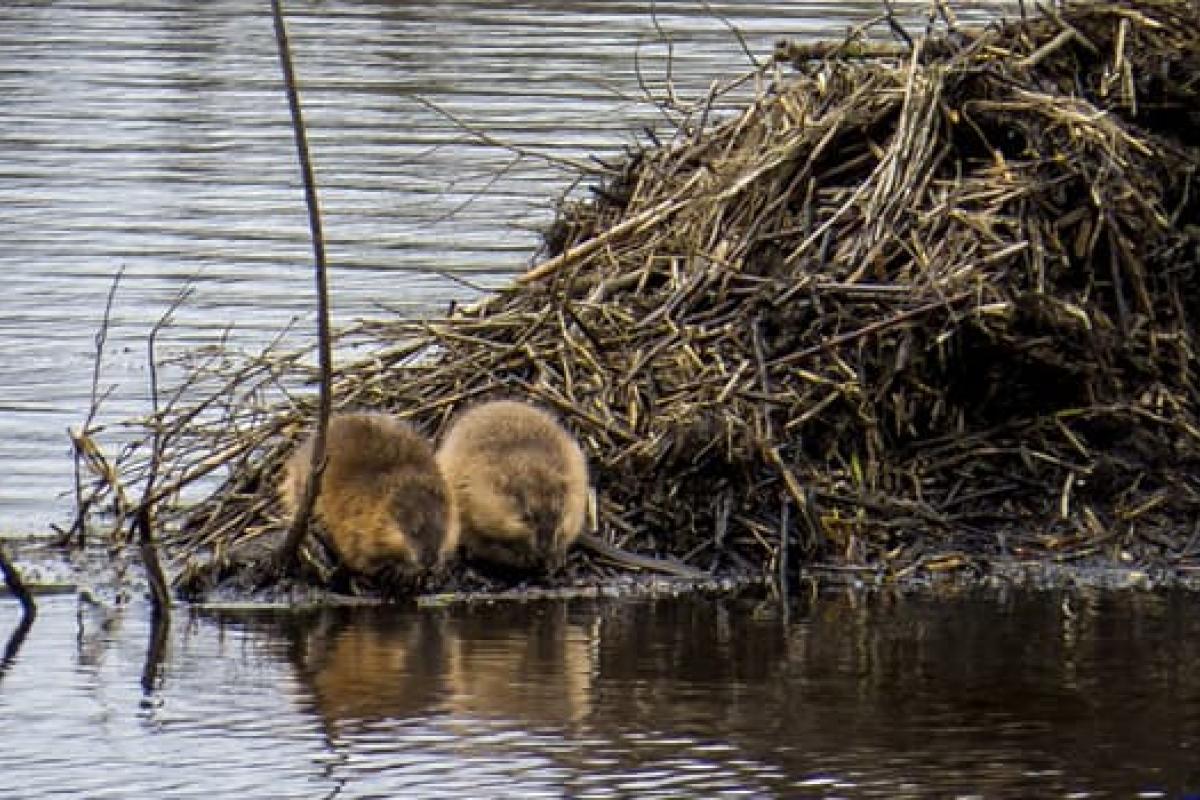 На Сумщине аграрии заплатили 50 тысяч гривен за разрушенный дом бобра На Сумщине аграрии заплатили 50 тысяч гривен за разрушенный дом бобра