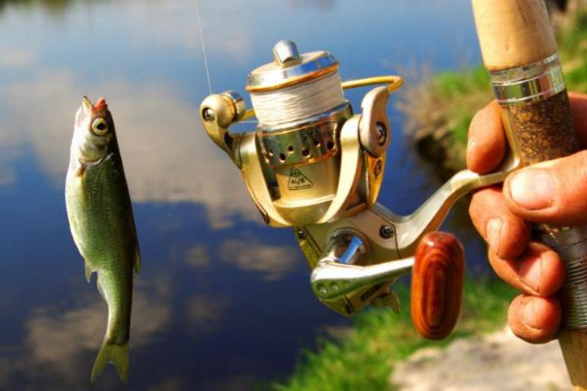 На какую приманку ловить рыбу На какую приманку ловить рыбу