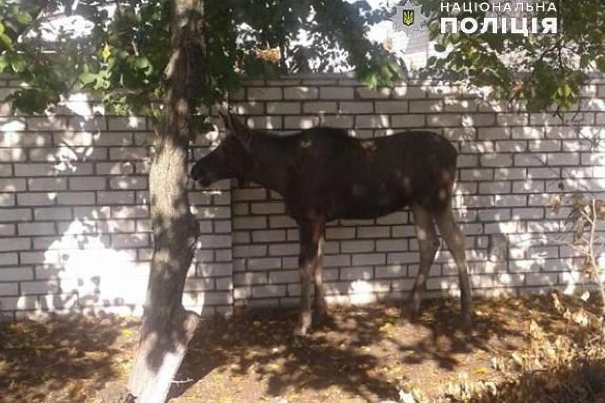 В Рубежном по улицам бродил лось: полиция перекрывала движение, чтобы вернуть животное в лес В Рубежном по улицам бродил лось: полиция перекрывала движение, чтобы вернуть животное в лес