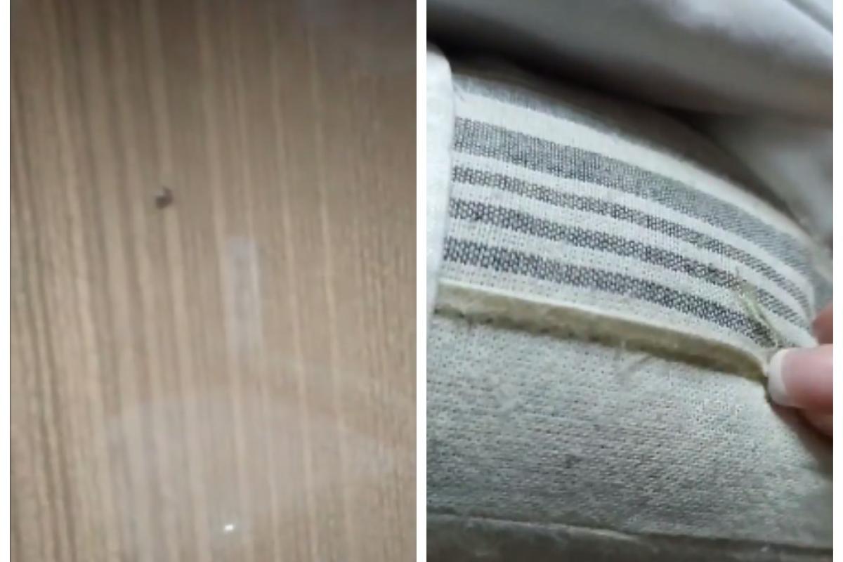 Полное купе тараканов: "Укрзалізниця" в очередной раз "порадовала сервисом"