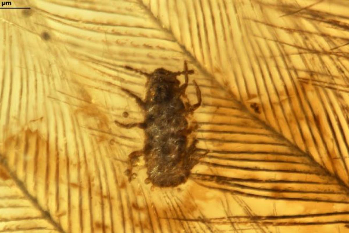 Древние вши на перьях динозавра: в куске янтаря сохранилась уникальная находка Древние вши на перьях динозавра: в куске янтаря сохранилась уникальная находка