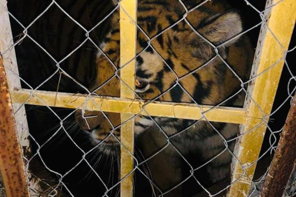 В Киеве владелец бросил на произвол судьбы 6 тигров: полиция начала уголовное производство В Киеве владелец бросил на произвол судьбы 6 тигров: полиция начала уголовное производство