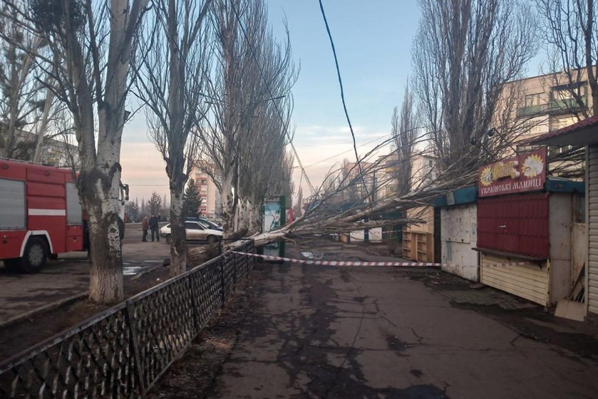 "Кто виноват?" В Лисичанске рухнувший тополь перегородил тротуар "Кто виноват?" В Лисичанске рухнувший тополь перегородил тротуар