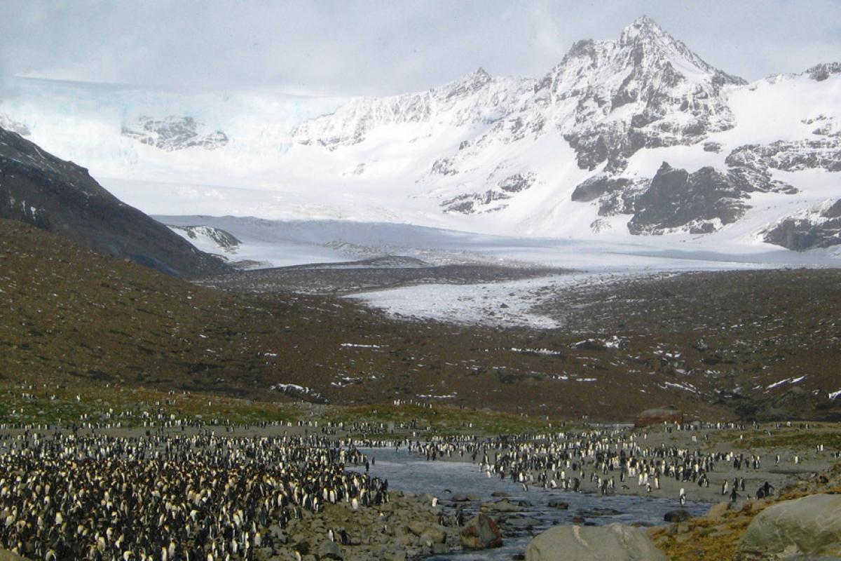 Лето в Антарктиде: на самом холодном материке зафиксирована рекордно высокая температура Лето в Антарктиде: на самом холодном материке зафиксирована рекордно высокая температура