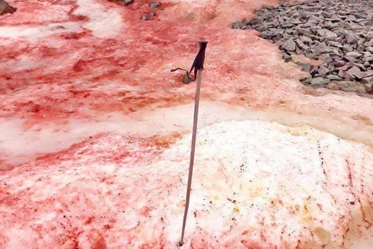 В Антарктиде украинскую станцию "Академик Вернадский" окружил красный снег: фото В Антарктиде украинскую станцию "Академик Вернадский" окружил красный снег: фото