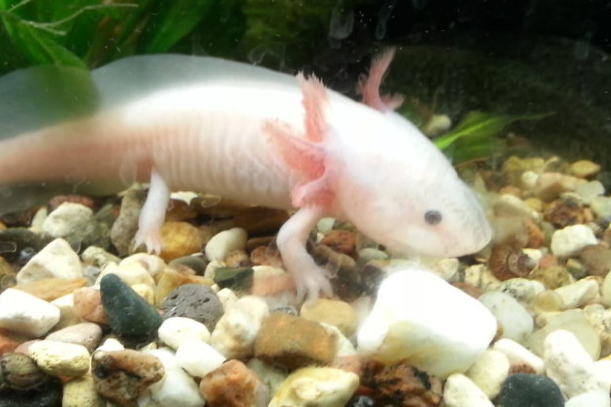 "Ленивое животное": Пещерная саламандра не двигалась 7 лет "Ленивое животное": Пещерная саламандра не двигалась 7 лет