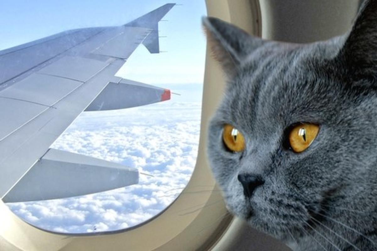 "Чтобы не сажать пушистиков на диету": Авиакомпания МАУ разрешила брать в самолет более тяжелых животных "Чтобы не сажать пушистиков на диету": Авиакомпания МАУ разрешила брать в самолет более тяжелых животных