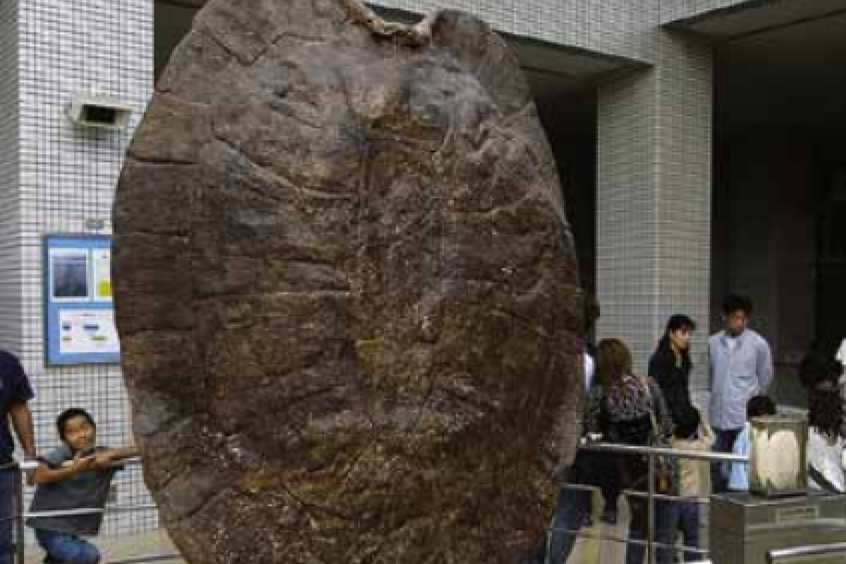 Размером с автомобиль: Найдены останки крупнейшей в мире черепахи