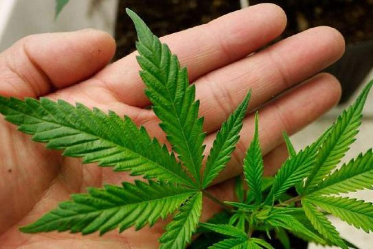 Преступный "бизнес": На Луганщине судят сбытчиков каннабиса 