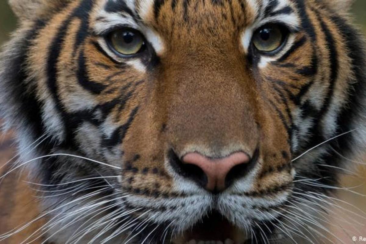 В зоопарке Нью-Йорка заразилась коронавирусом тигрица Надя В зоопарке Нью-Йорка заразилась коронавирусом тигрица Надя