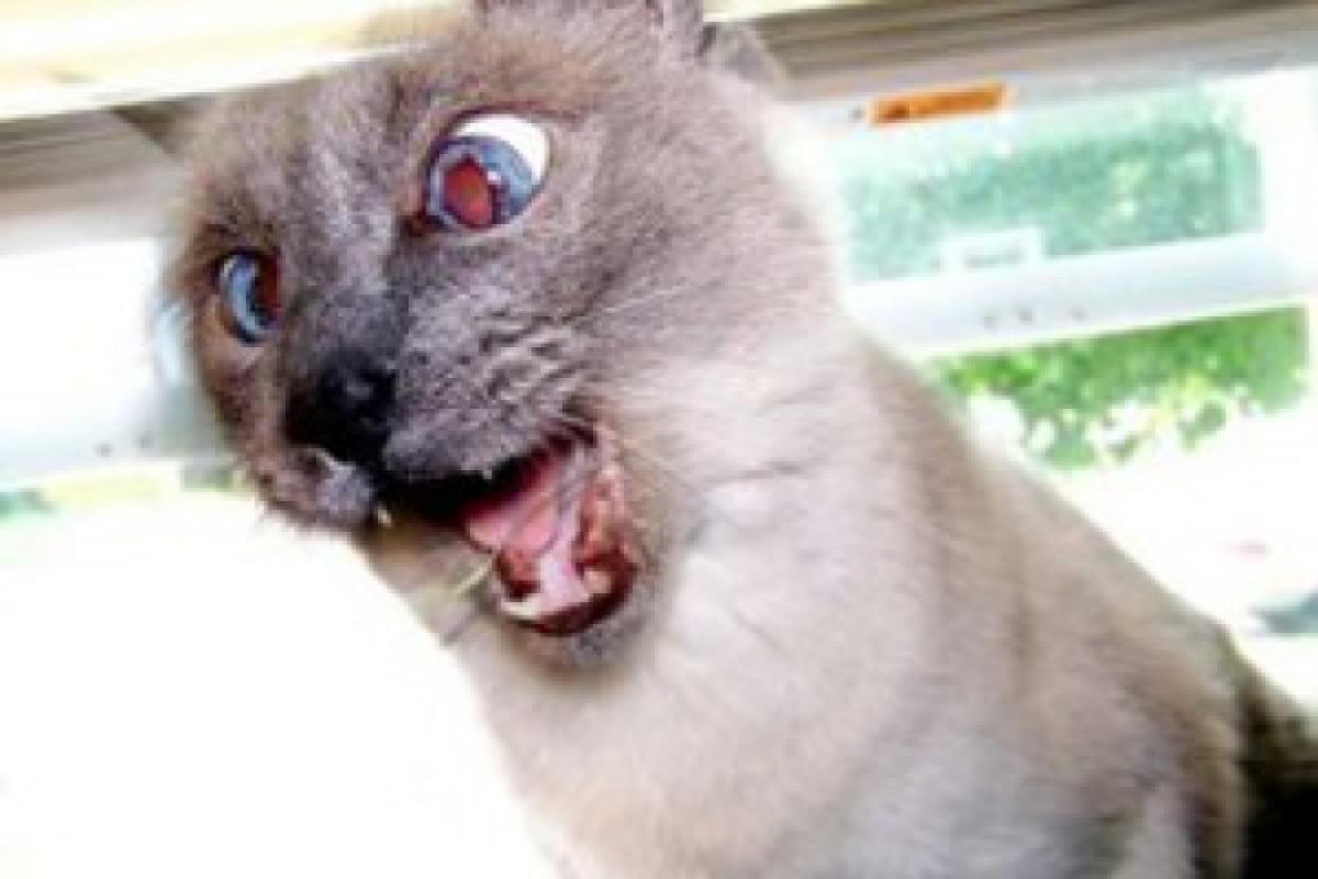 Из-за бешеного кота на Прикарпатье село закрыли на карантин