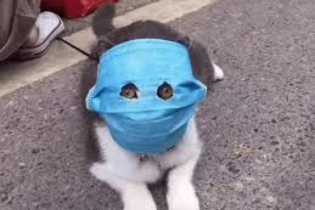 В МОЗ Украины ответили, могут ли животные болеть коронавирусом