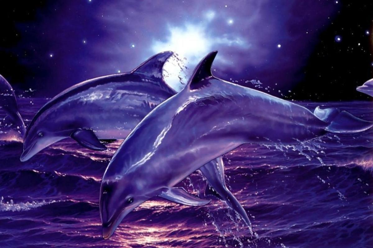Волшебство: Американский фотограф заснял танец светящихся дельфинов Волшебство: Американский фотограф заснял танец светящихся дельфинов