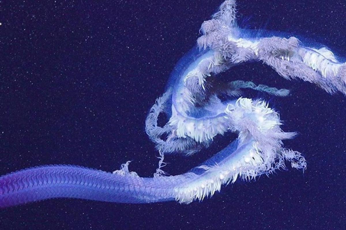 Возле Австралии обнаружили 47-метровый живой организм Возле Австралии обнаружили 47-метровый живой организм