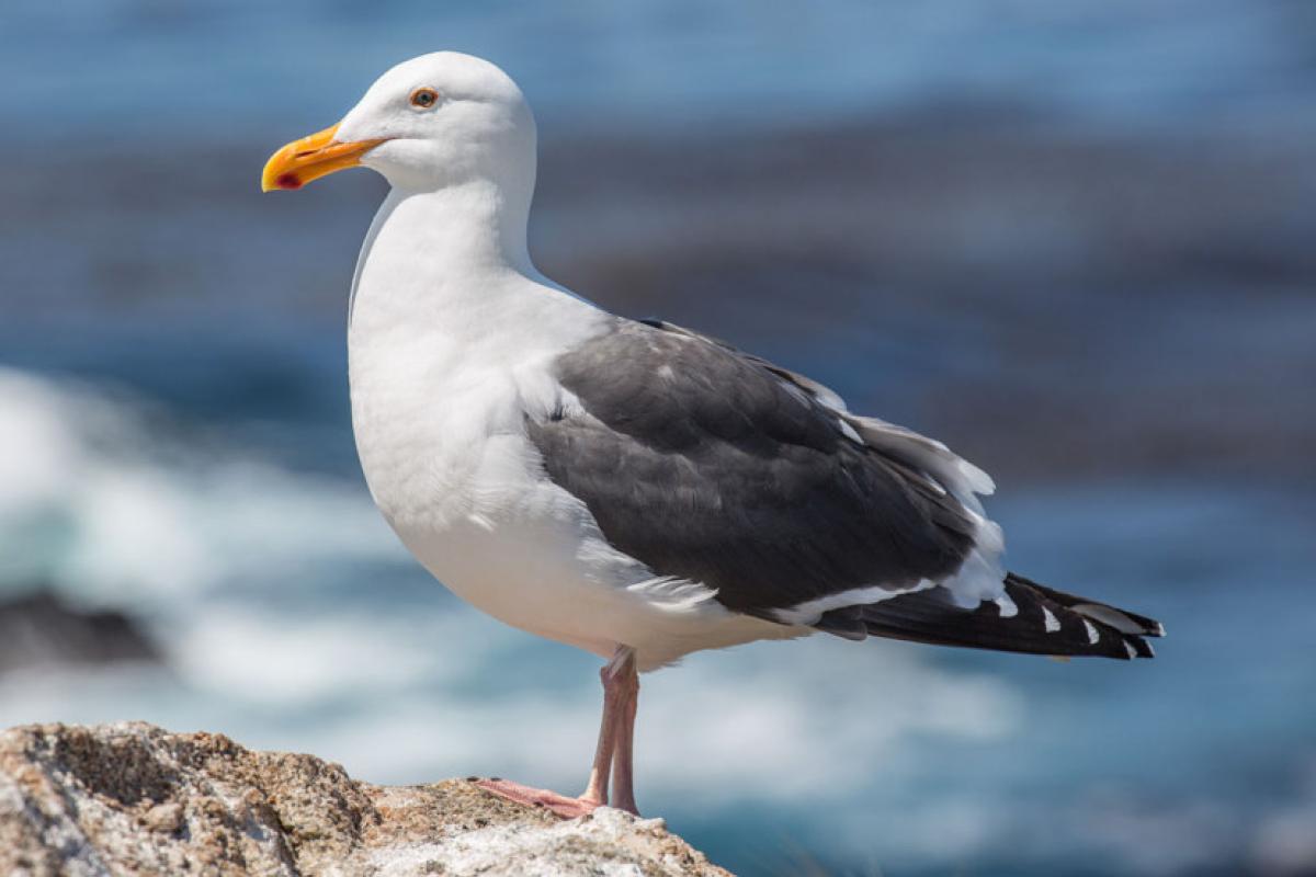 На Белосарайской косе впервые за 25 лет поселилась большая колония чаек