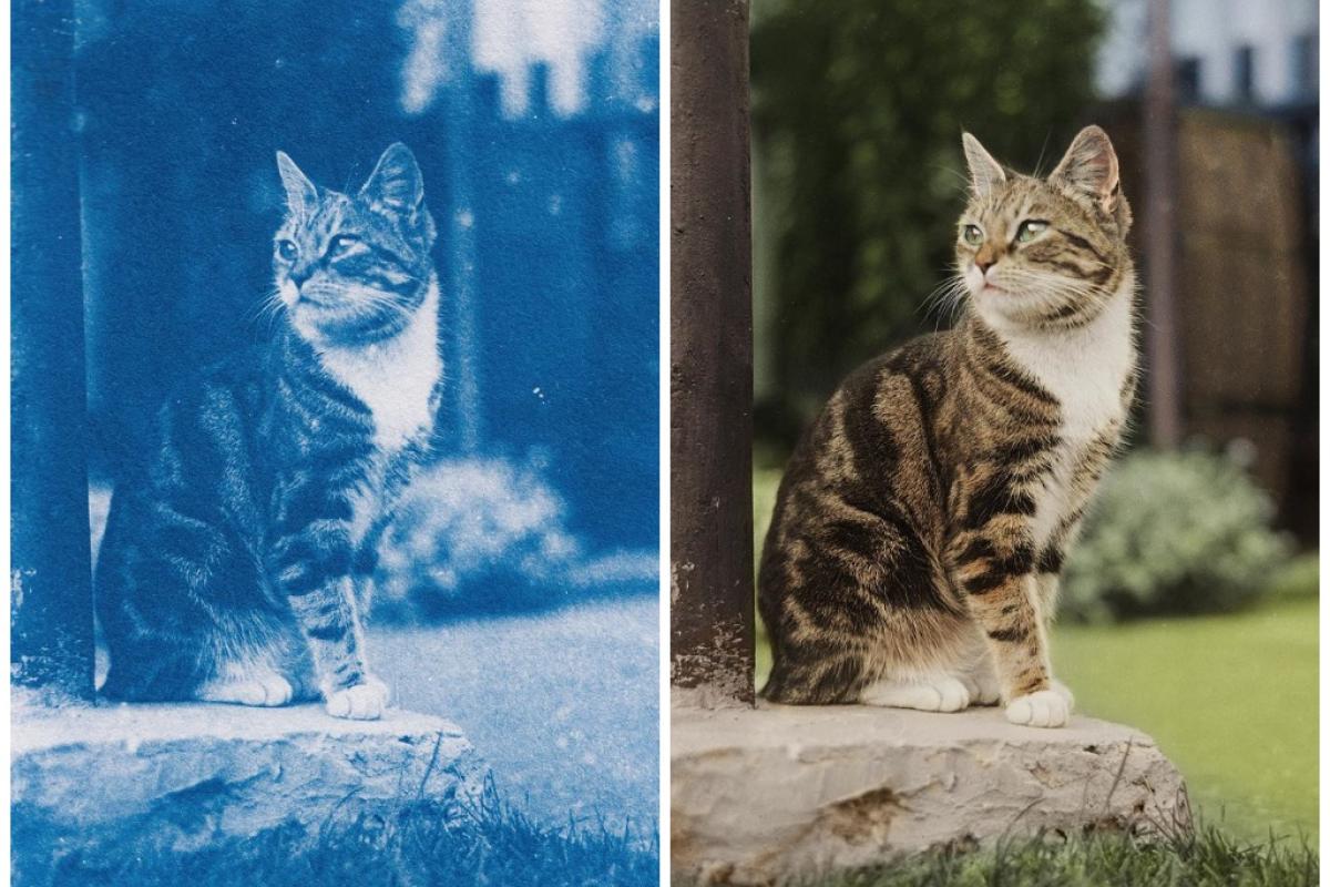 Кадры из прошлого: Фотограф нашел в старом доме 120-летние негативы и проявил их Кадры из прошлого: Фотограф нашел в старом доме 120-летние негативы и проявил их