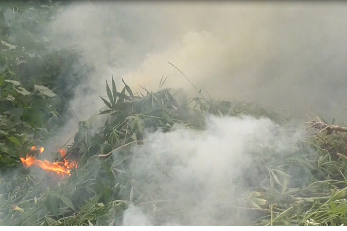 На Луганщине полицейские обнаружили и ликвидировали поле конопли