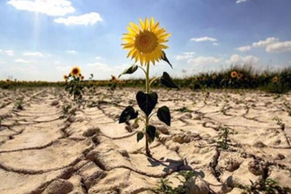 В Украине ожидается засуха: в СНБО говорят о значительной опасности