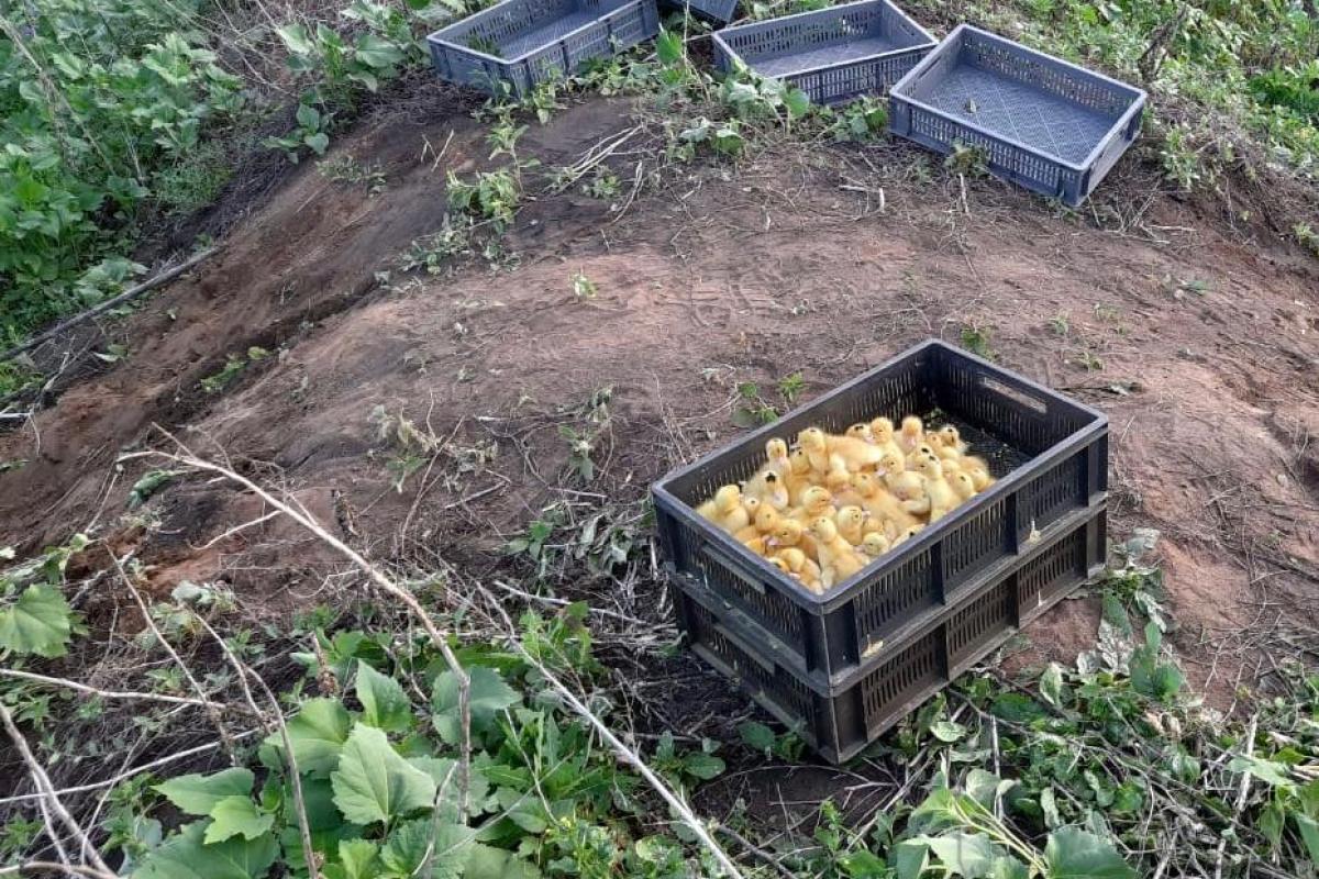 Живая контрабанда: на Луганщине пограничники обнаружили 40 ящиков с утятами Живая контрабанда: на Луганщине пограничники обнаружили 40 ящиков с утятами