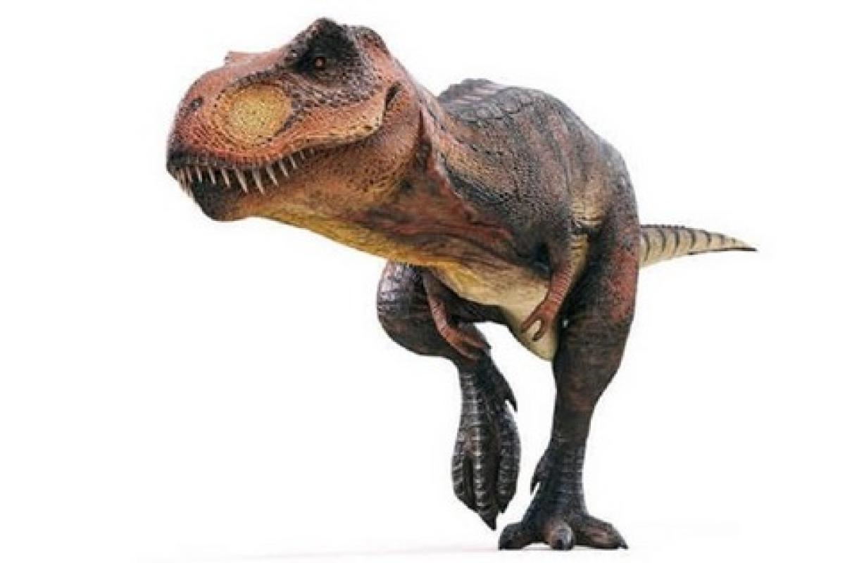 На Мадагаскаре обнаружен крохотный предок динозавров