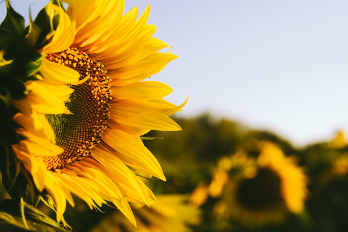 Сонце, місцями дощі: синоптик розповіла про погоду в Україні на вихідних