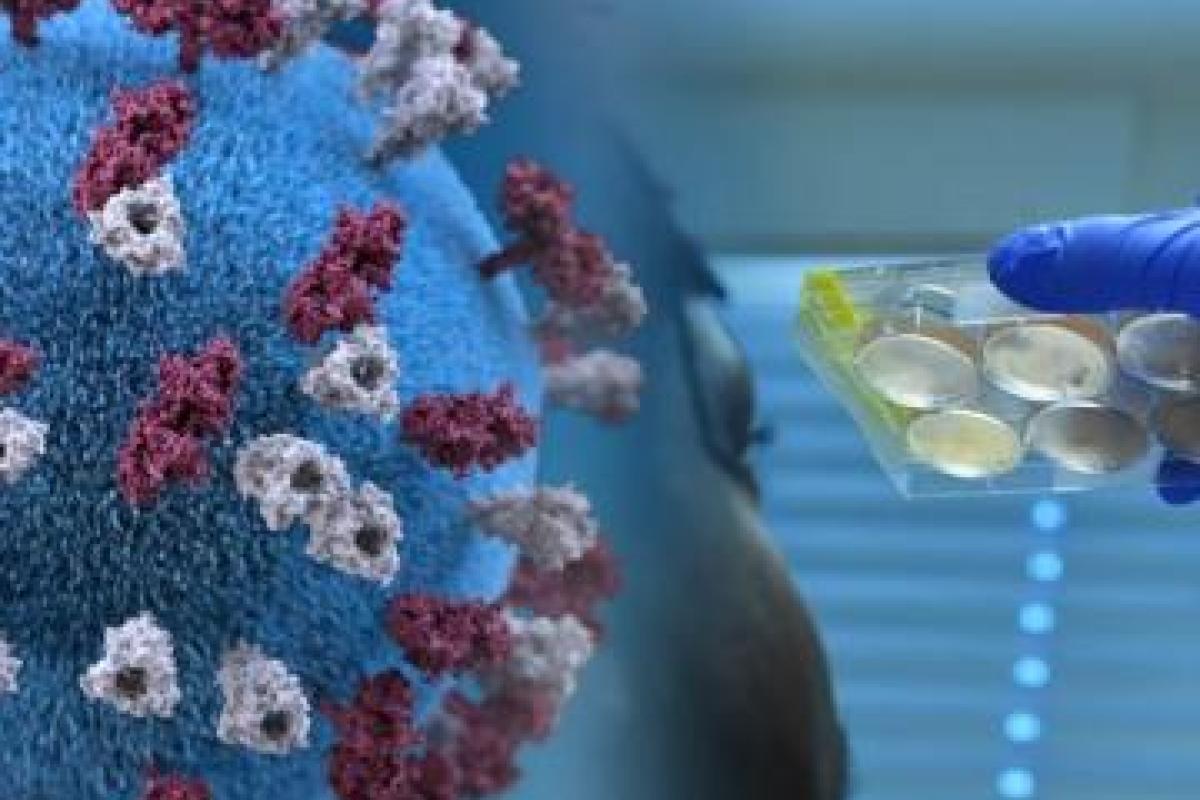 У Луганській області зафіксовано 30 нових випадків COVID-19