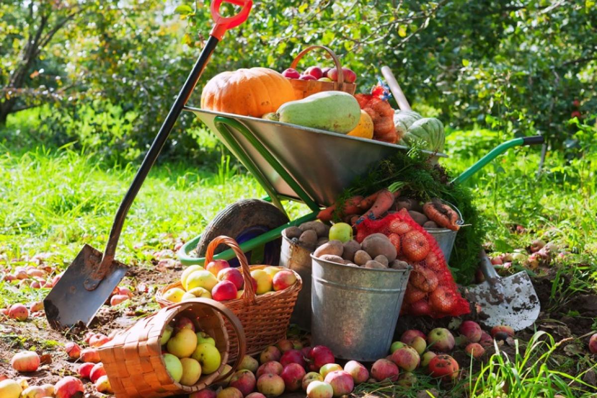 Главные садовые работы вначале осени