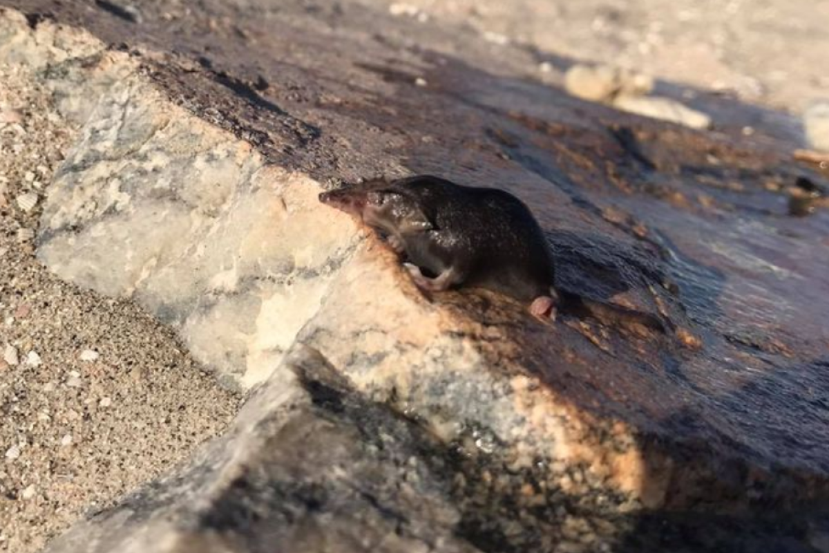 На Азовском курорте местные жители повстречали необычное создание На Азовском курорте местные жители повстречали необычное создание