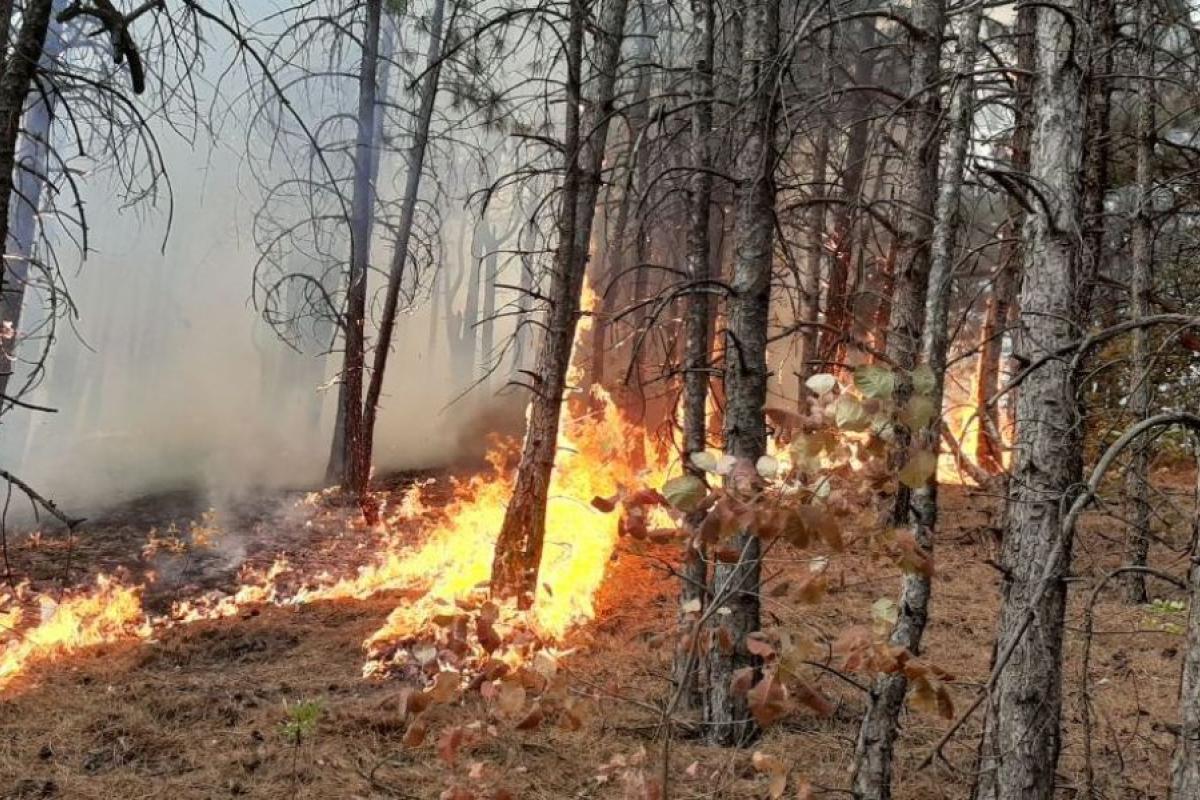 Окупанти підпалили позиції ЗСУ на Донеччині, - ЗМІ (відео) Окупанти підпалили позиції ЗСУ на Донеччині, - ЗМІ (відео)