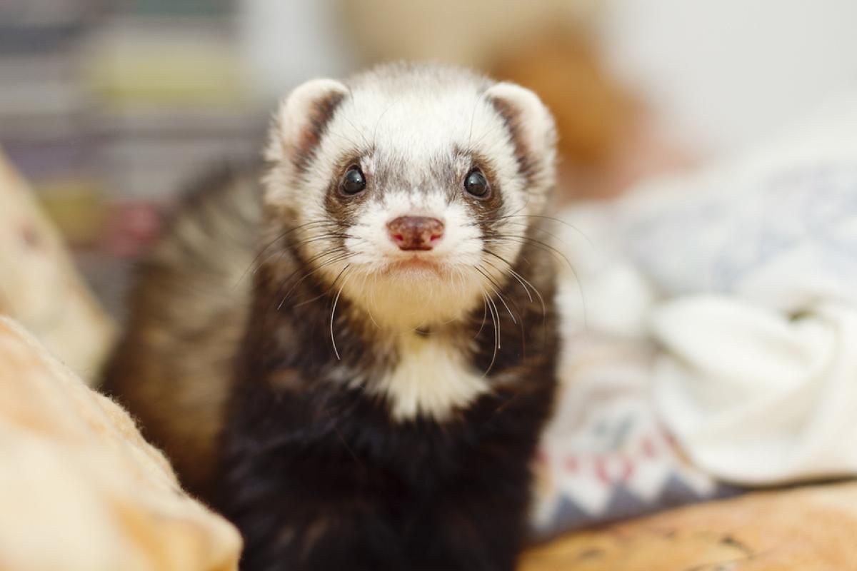 В Украине переиздадут Красную книгу: что измениться В Украине переиздадут Красную книгу: что измениться