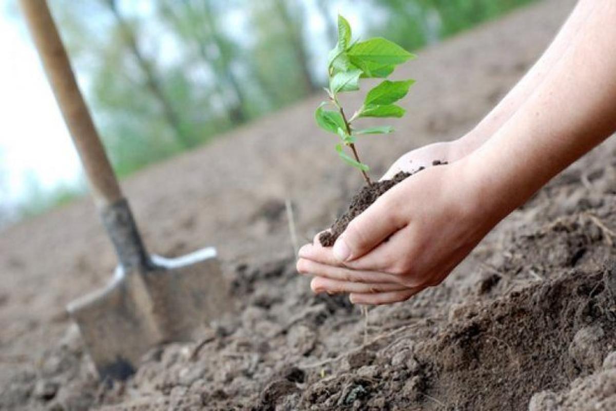 Відновлення лісів Луганщини: 3 гектари землі засадили саджанцями з Львівщини Відновлення лісів Луганщини: 3 гектари землі засадили саджанцями з Львівщини