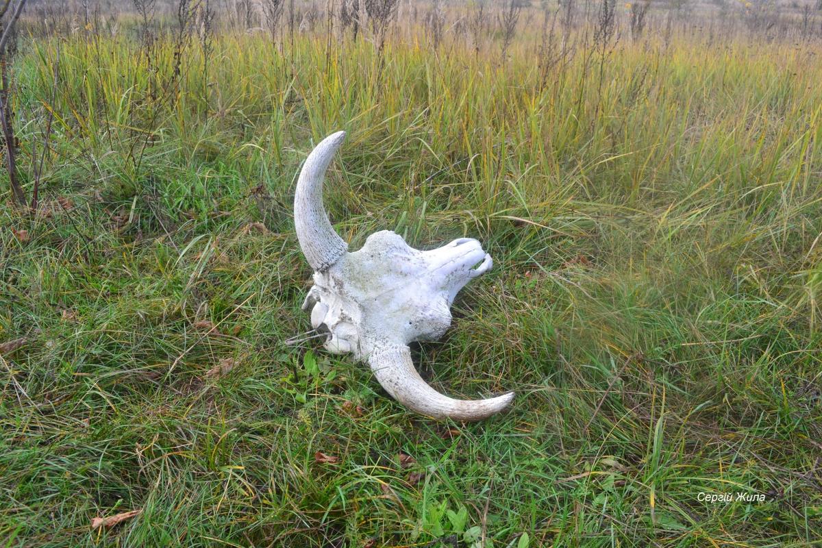 Причуды природы: В Чернобыле животные дичают - появляются новые гибриды Причуды природы: В Чернобыле животные дичают - появляются новые гибриды