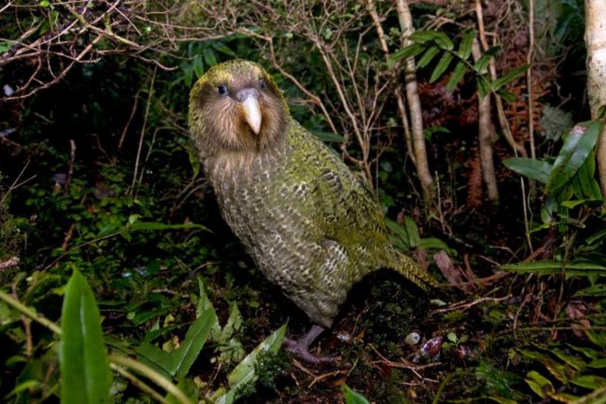 В Новой Зеландии со скандалом выбрали птицей года толстого нелетающего попугая В Новой Зеландии со скандалом выбрали птицей года толстого нелетающего попугая