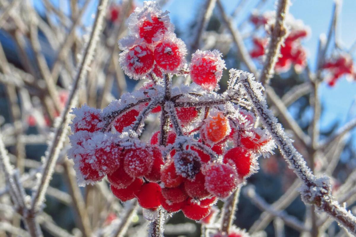 Погода в Україні стає зимовою: на які області насуваються 10-градусні морози Погода в Україні стає зимовою: на які області насуваються 10-градусні морози