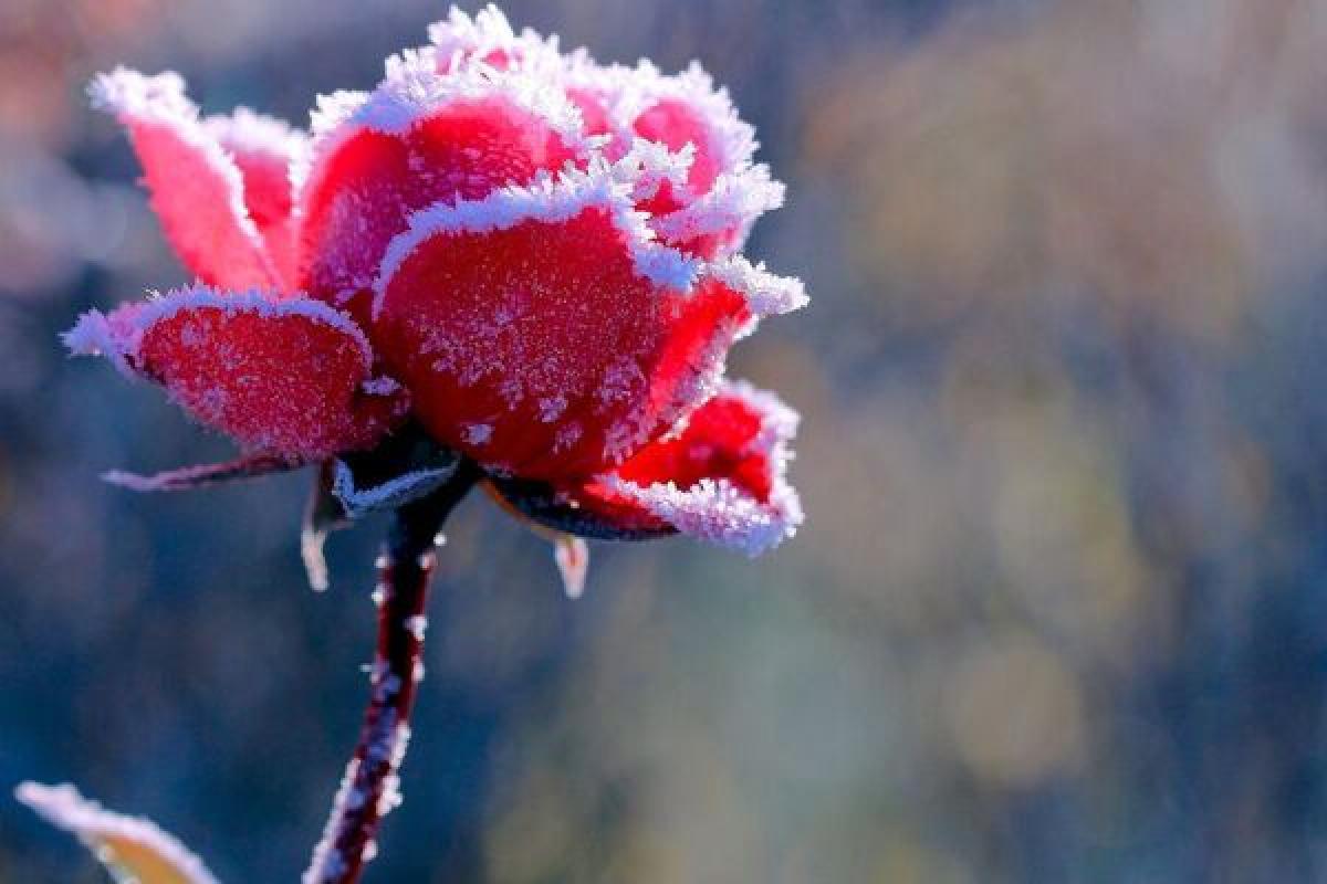 В Україну йдуть морози: синоптик розповіла про погоду на найближчі дні В Україну йдуть морози: синоптик розповіла про погоду на найближчі дні