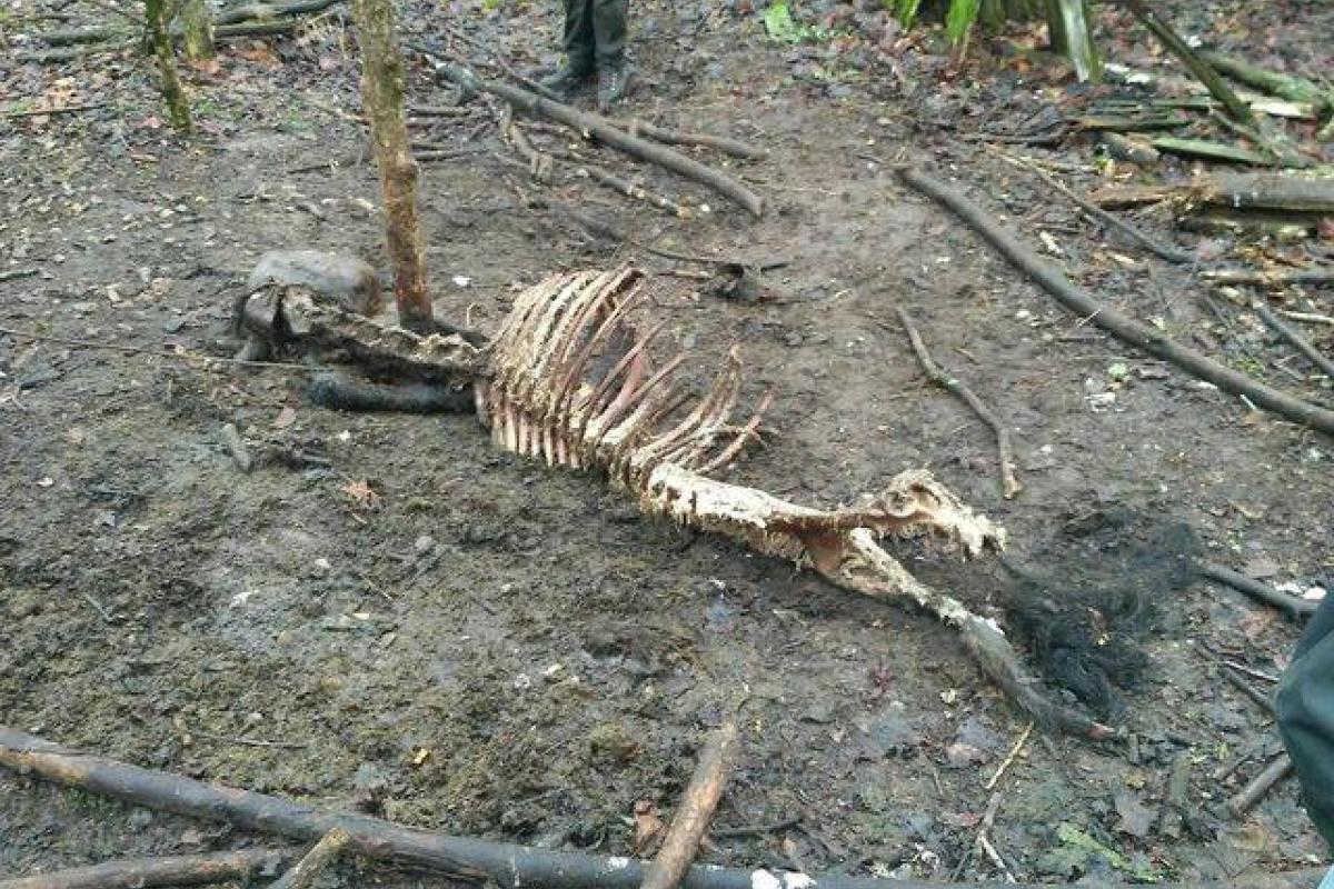 У Чорнобильській зоні невідомі повісили коней Пржевальського: деталі і фото скандалу У Чорнобильській зоні невідомі повісили коней Пржевальського: деталі і фото скандалу