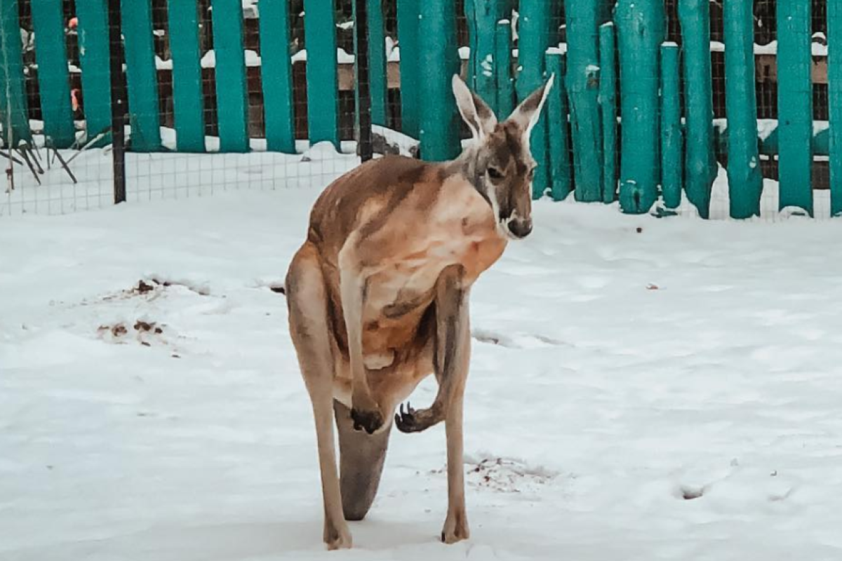 "Рижик здивований": У Бердянському зоопарку показали реакцію кенгуру на сніг